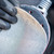 Bosch EXPERT 125mm 240G M480 Orbital Sanding Nets – Pack of 50