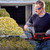 Einhell GE-CH 36/65 Li-Solo 36V (Twin 18V) Hedge Trimmer - Body