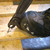 Nail Puller 60cm (24in)