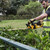 Dewalt DCM563P1 18V XR Hedge Trimmer with 1x 5.0Ah Battery & Charger image A