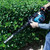 Makita EH7500W 22.2cc Petrol Hedge Trimmer