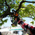 Worx WG324E 20V Cordless Pruning Chainsaw, 1x 2.0Ah Battery & Charger
