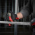 Milwaukee Constant Swing Inox Tubing Cutter 29mm image A
