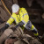 Scruffs High Visibility Waterproof Jacket - Yellow/Navy image A