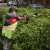 Milwaukee M18 FHETSP-0 18V FUEL Brushless Short Pole Hedge Trimmer - Body image B