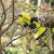 Ryobi RY18SCA-0 18V ONE+ Secateurs - Body image B