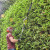 Ryobi RY36PHT50A-0 36V MaxPower 2.9m Pole Hedge Trimmer - Body image D
