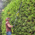 Ryobi RY36PHT50A-0 36V MaxPower 2.9m Pole Hedge Trimmer - Body image A