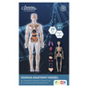 Australian Geographic Human Anatomy Model