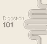 Digestion 101 - From chewing to toilet habits – and everywhere in between.