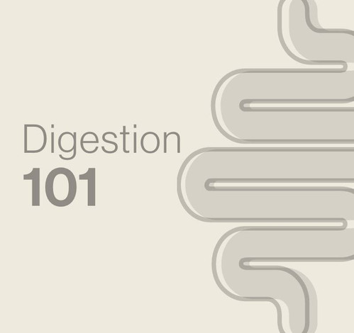 Digestion 101 - From chewing to toilet habits – and everywhere in between.