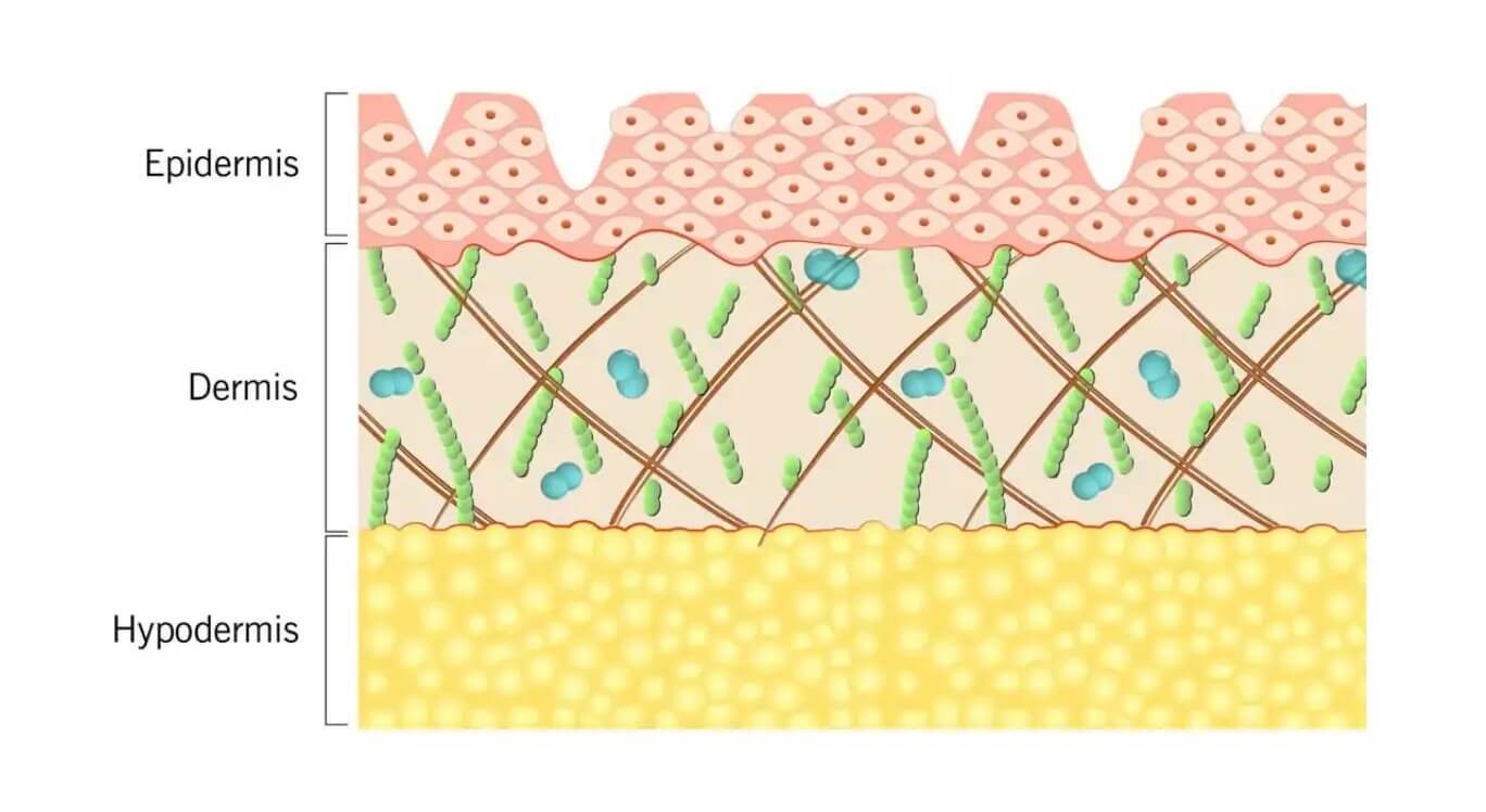 Science of skin