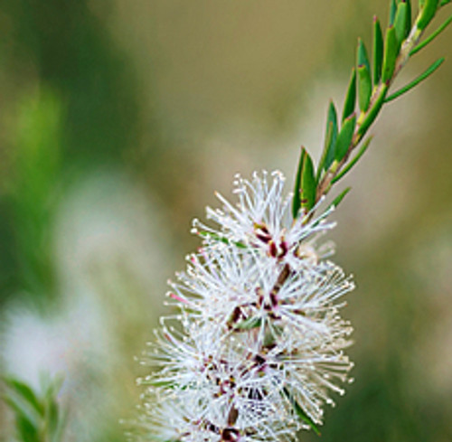 Cajeput | ESSENTIAL OIL