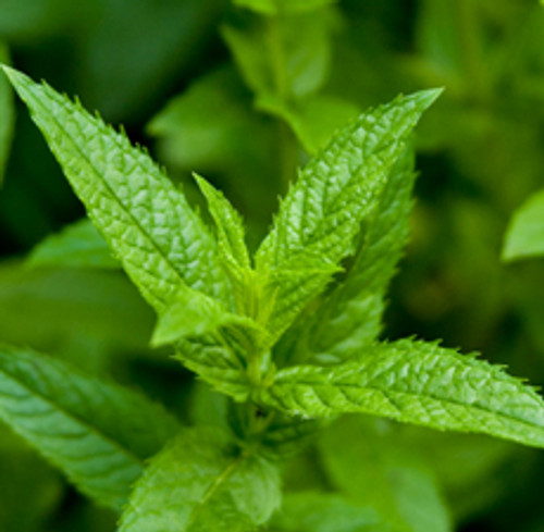 Peppermint Supreme | ESSENTIAL OIL