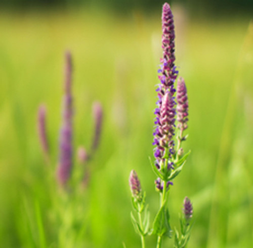 Clary Sage | ESSENTIAL OIL