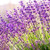 Lavender (French) | ESSENTIAL OIL