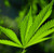 Hemp Seed Oil | PURE OILS