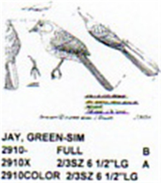 Green Jay