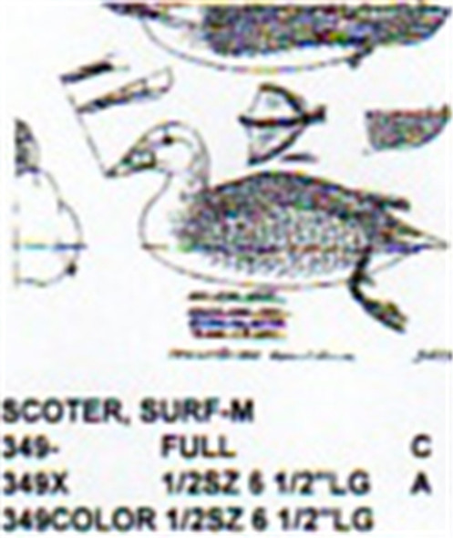 Surf Scoter Resting On Water Carving Pattern showing the male in a swimming position.