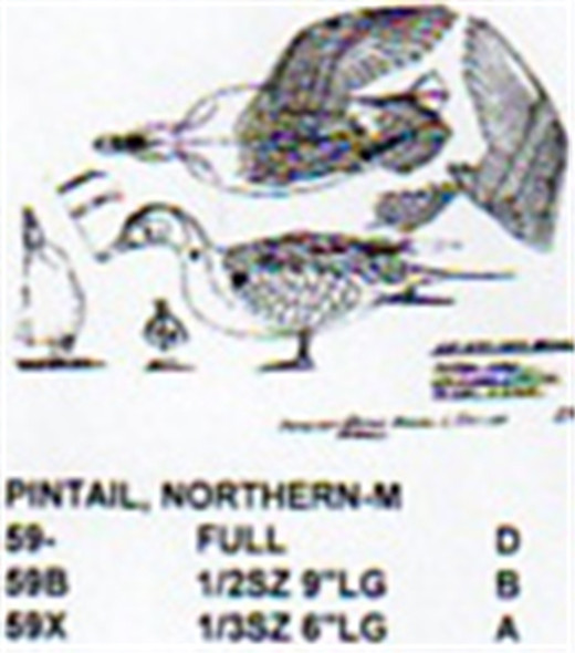 Northern Pintail Male Leg and Wing Stretch Carving Pattern showing the Stiller pattern.