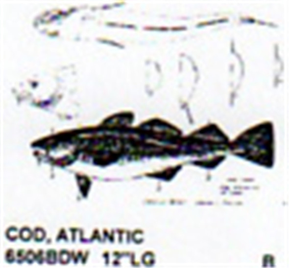Atlantic Cod Mouth Closed 12" Long Color