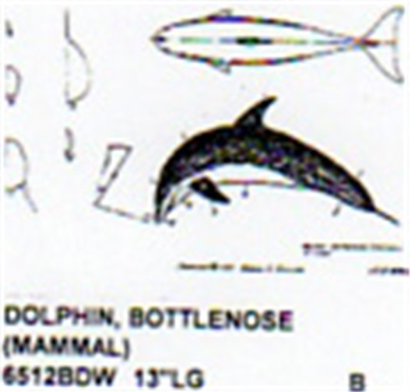 Bottlenose Dolphin (Mammal) Mouth Closed 9"Long Color