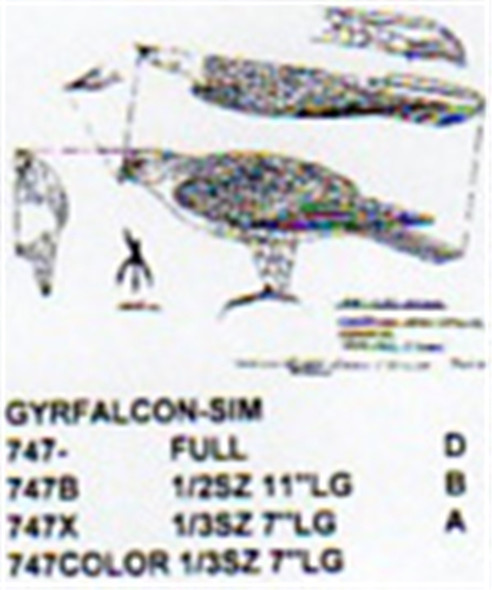 Gyrfalcon Standing 1/3 Size