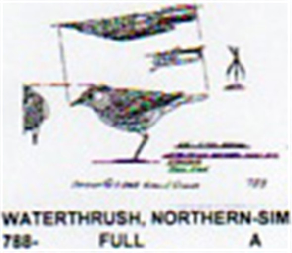 Northern Water Thrush Standing/Tail Up