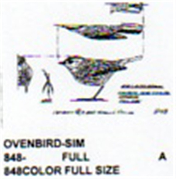 Ovenbird Standing