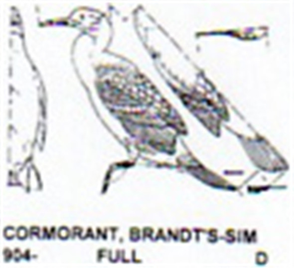 Brandt's Cormorant Standing on Rock