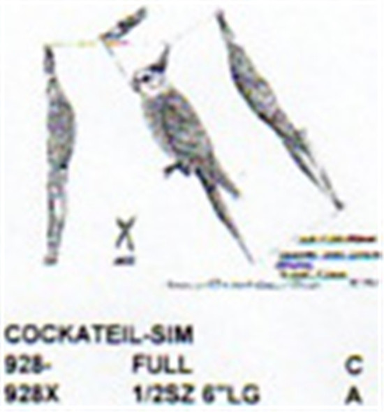 Cockatiel Perching