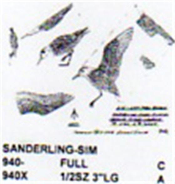 Sanderling Flying/Landing Feeding