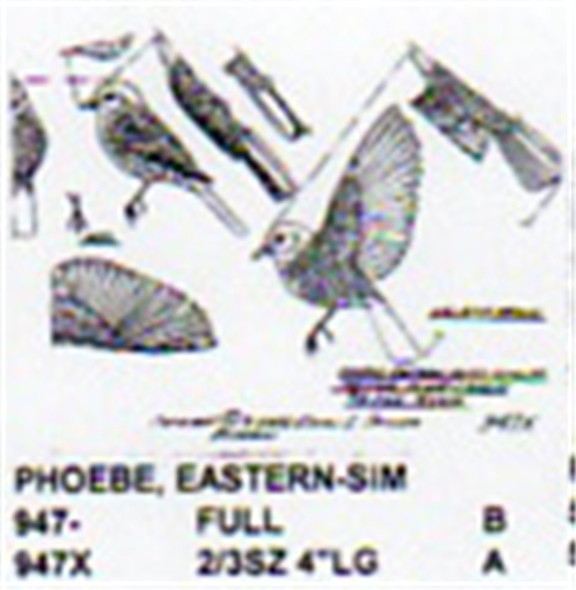 Eastern Phoebe Perching/Flying/Landing 2/3 size