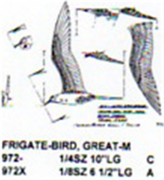 Great Frigate Bird Male Flying-Soaring 1/8 Size
