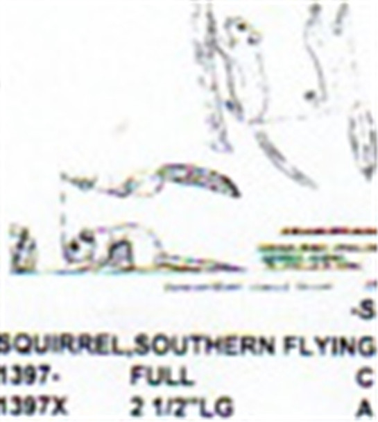 Southern Flying Squirrel Standing-Gliding