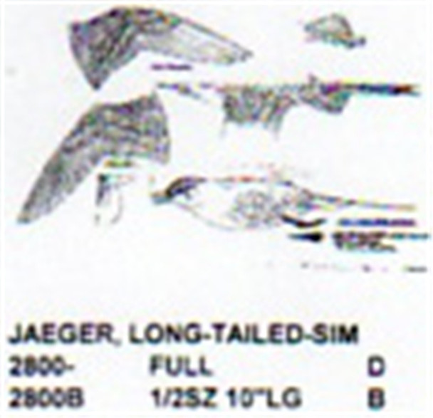 Long Tailed Jaeger Flying-Soaring 1/2 Size