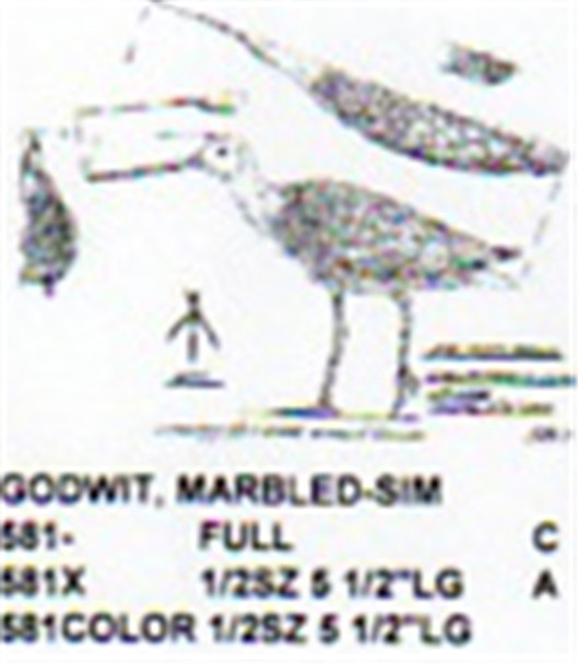 Marbled Godwit Walking