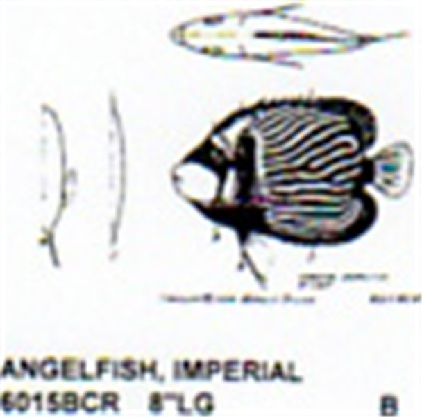 Imperial Angel Fish Mouth Closed 8" Long Color