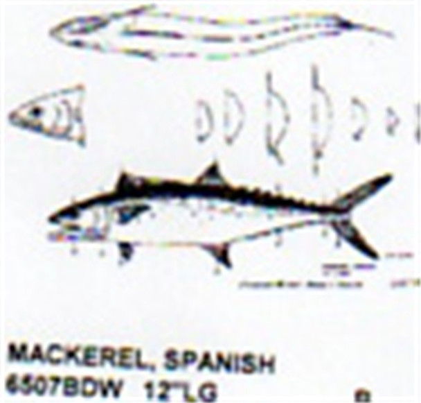 Spanish Mackerel Mouth Open 12" Long Color