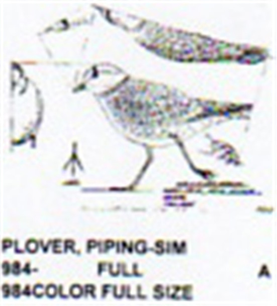 Piping Plover Walking