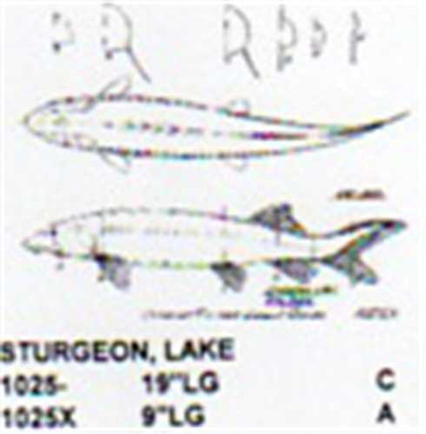 Lake Sturgeon Mouth Closed 19" Long Freshwater Fish