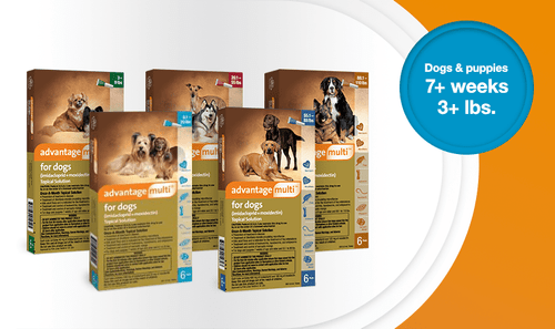 Advantage Multi For Dogs - 6pk