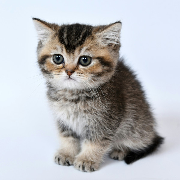 Kitten A