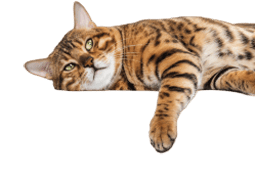 golden cat image