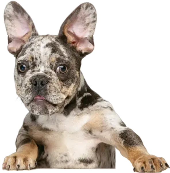 Dog image