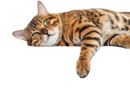 golden cat image