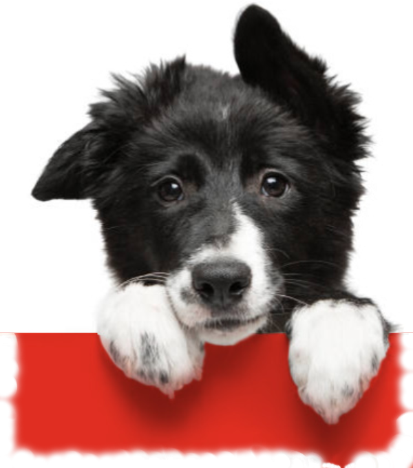 Dog image