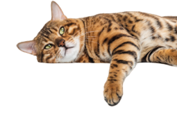 golden cat image