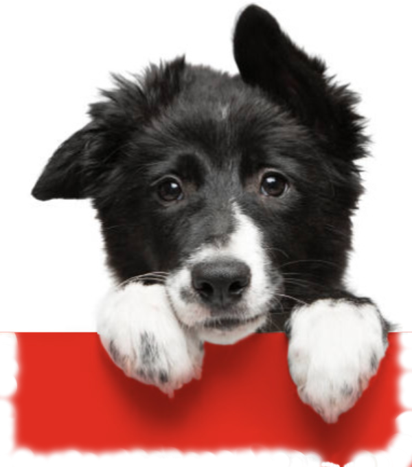 Dog image