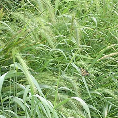1 Oz Native Grass Seed Mix,Southeast,warm  and  cool-season grasses,1/2 lbs/1,000 sqft